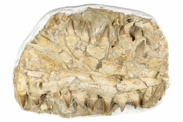 Fossil Mosasaur (Eremiasaurus?) Jaws - Morocco #242863